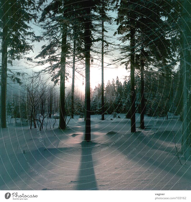 Sonnenuntergang Winter Wald Baum Schnee Schatten Abend