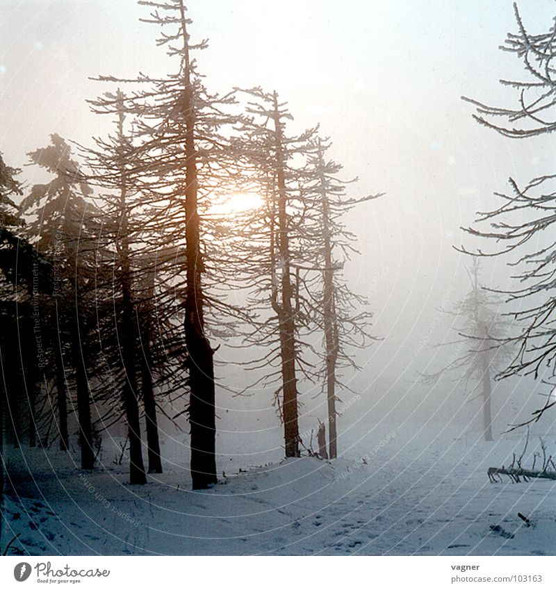 Erzgebirge Winter Wald Baum Nebel Umweltverschmutzung Saurer Regen Schnee Abend