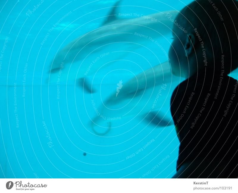 Faszination Delphinarium Delphine faszinierend Kleinkind Konzentration Fisch Wasser blau