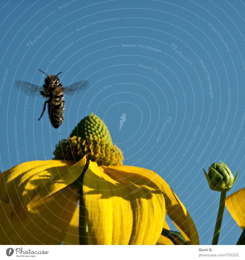 Senkrechtstarter Schweben springen Fröhlichkeit mehrfarbig Fühler vertikal Harrier Honig Hummel Biene gelb Himmel Blauer Himmel Imker gestreift schwarz Insekt