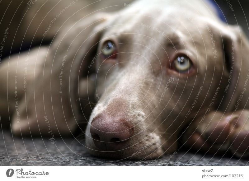 Hund Lisalotte Welpe Treue Schnauze klein süß Säugetier Bellen wau liegen Blick Müdigkeit schläfrig Nase Ohr Auge