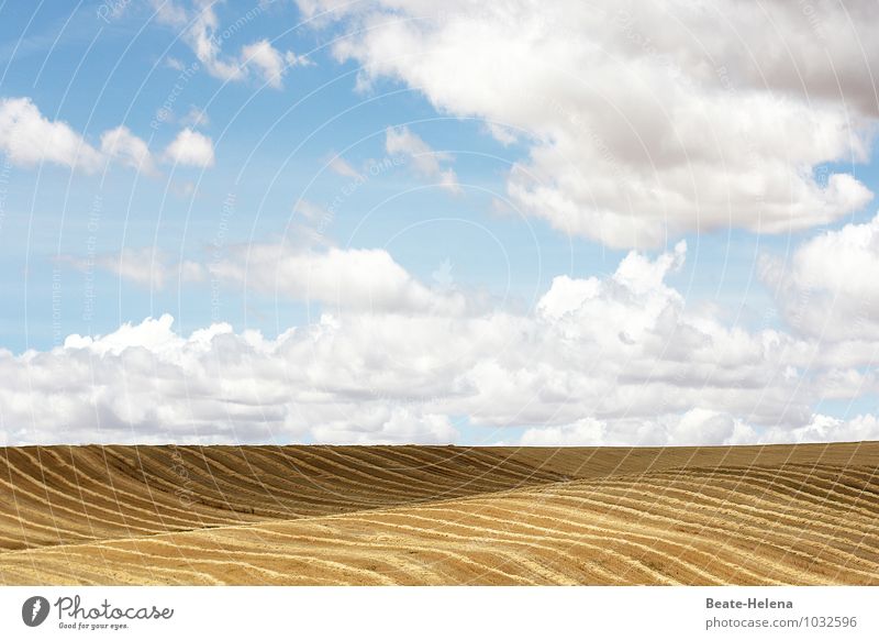 Schwungvoll abgeerntet Landwirtschaft Forstwirtschaft Natur Landschaft Luft Wolken Sommer Schönes Wetter Nutzpflanze Getreidefeld Feld Arbeit & Erwerbstätigkeit