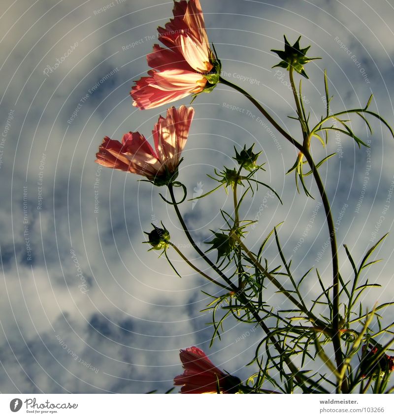 Cosmea im Abendlicht Schmuckkörbchen Blume Pflanze Blüte Abendsonne Schatten Garten Blumenbeet filigran schön Wärme Himmel Wolken