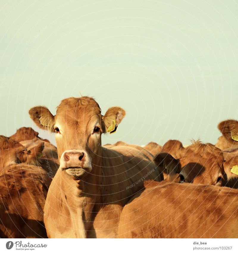 Rindviecher Kuh Landleben Vieh Neugier Säugetier Weide Ohr Dänemark Amerika mehrere Landwirtschaft