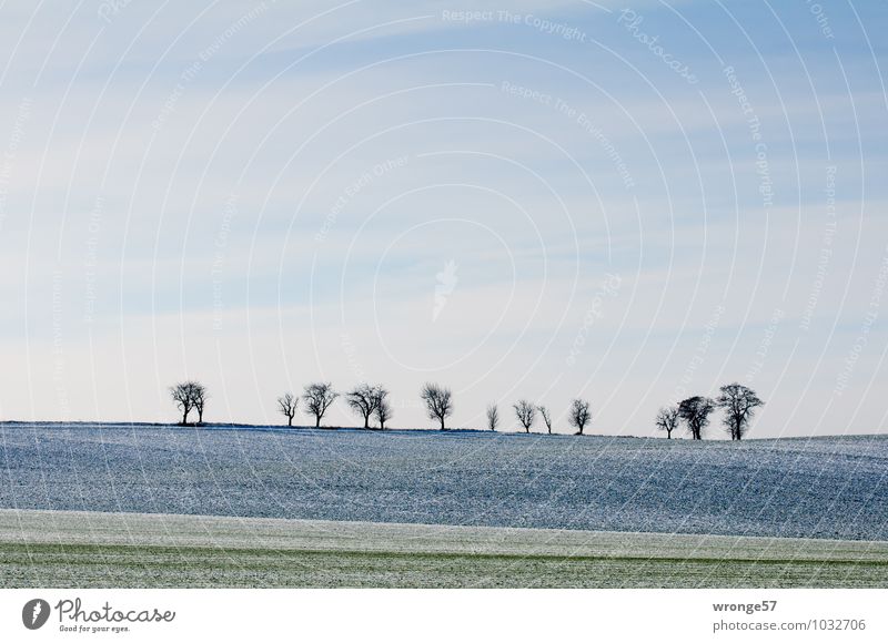 Ein Hauch von Winter Umwelt Pflanze Erde Himmel Wolken Schnee Baum Feld Hügel Magdeburger Börde kalt blau grün weiß Landschaft Schneelandschaft Ackerboden