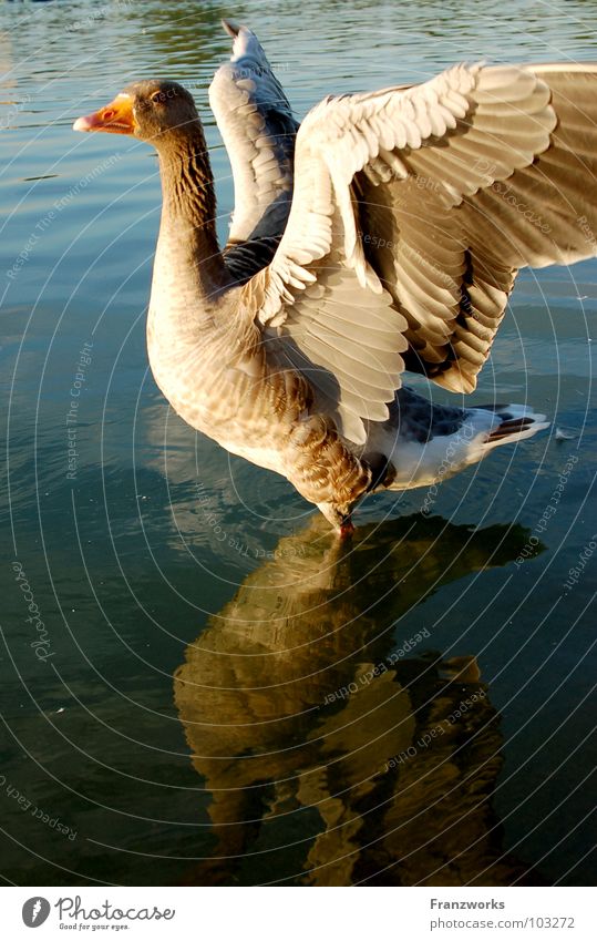Arro-Ganter Gans Vogel Schnabel See Reflexion & Spiegelung flattern Brunft schön Tier Flügel Feder Wasser Ente Körperhaltung schnattern Natur fliegen frei