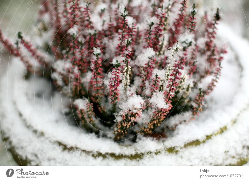 Eiskraut Natur Pflanze Winter Wetter Frost Blume Blüte Heidekrautgewächse Blühend frieren kalt rosa rot weiß Klima Schnee Farbfoto Außenaufnahme Nahaufnahme