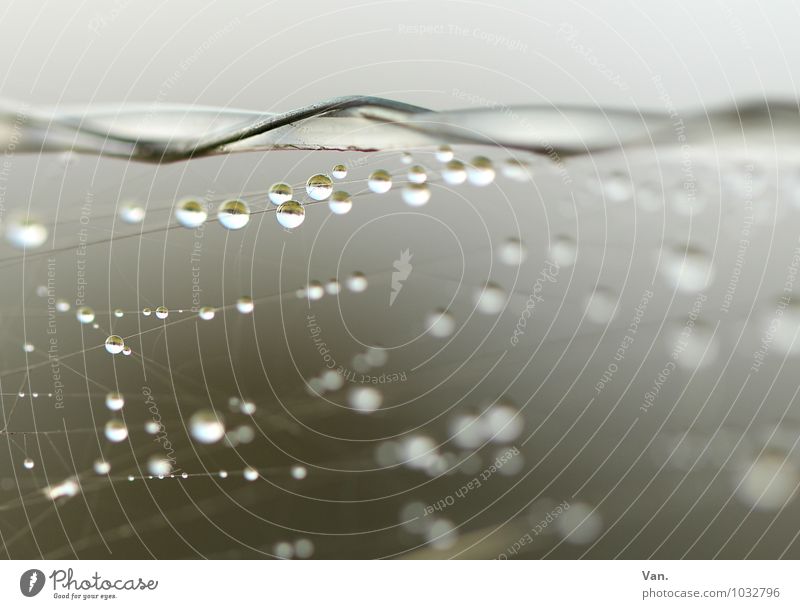 Perlenkette Wasser Wassertropfen Elektrozaun Spinnennetz frisch nass grau Schnur Farbfoto Gedeckte Farben Außenaufnahme Detailaufnahme Makroaufnahme