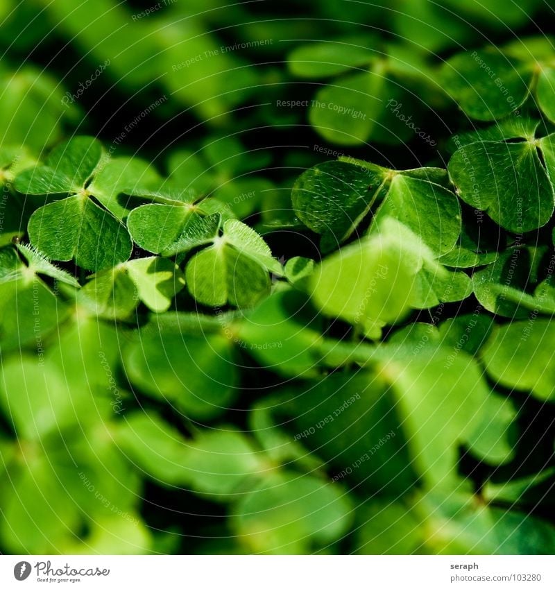 Wilder Klee grün Kleeblatt Glück Glücksbringer Volksglaube dreiblättrig Natur Pflanze Heilpflanzen Glücksklee Sauerklee waldklee Alternativmedizin