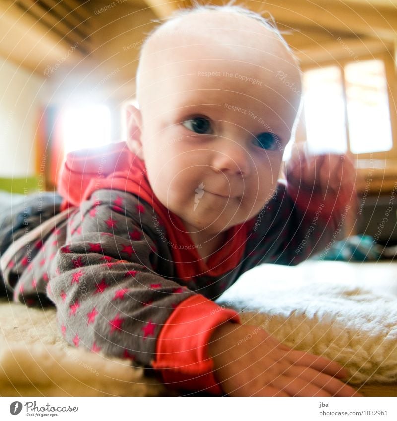 entdecken Zufriedenheit Wohnzimmer Bewegung Kind lernen Mensch Baby Kleinkind Kindheit 1 0-12 Monate Pullover beobachten Fitness krabbeln Lächeln Blick Spielen