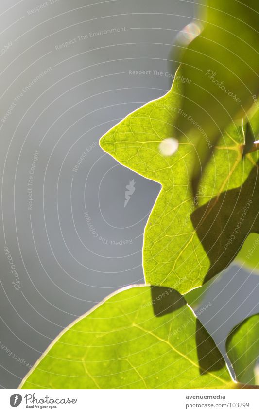Reiner Naturkontrast Blatt Sommer Schatten grün Zoomeffekt Unschärfe Schönes Wetter Kontrast