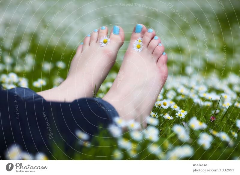 Entspannung pur II Lifestyle feminin Junge Frau Jugendliche Erwachsene Beine Fuß Zehen Zehennägel Barfuß 18-30 Jahre Natur Sommer Gänseblümchenwiese Wiese Jeans