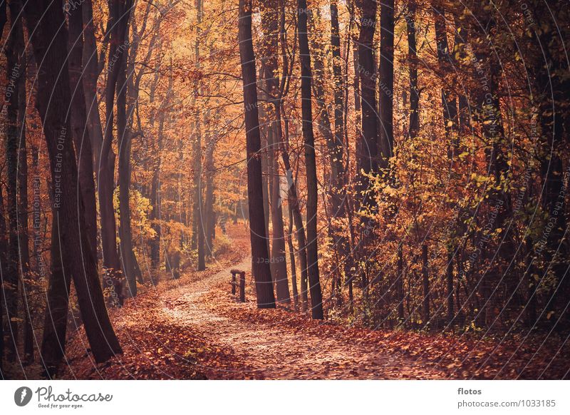 Der Weg Natur Landschaft Herbst Baum Wald fallen verblüht natürlich schön braun orange rot schwarz Warmherzigkeit Farbfoto Außenaufnahme Tag Zentralperspektive