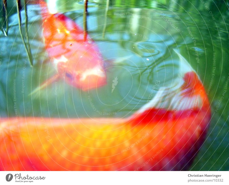 goldfische See Teich rot gelb Oberfläche Reflexion & Spiegelung Fisch Wasser Pflanze orange reflektion