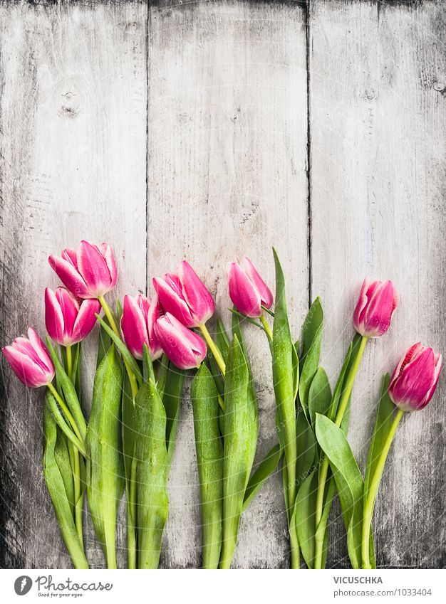 Pink Tulpen auf weißer Holzwand Stil Design Garten Dekoration & Verzierung Feste & Feiern Valentinstag Muttertag Geburtstag Natur Pflanze Frühling Sommer Blume
