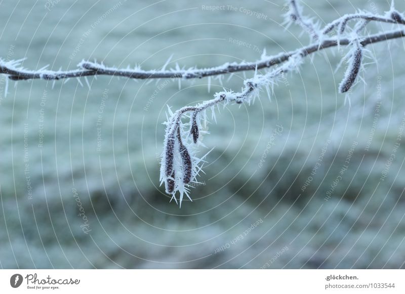 pieksige Angelegenheit Winter Eis Frost Sträucher kalt Vergänglichkeit Winterstimmung Gedeckte Farben Außenaufnahme Makroaufnahme Menschenleer