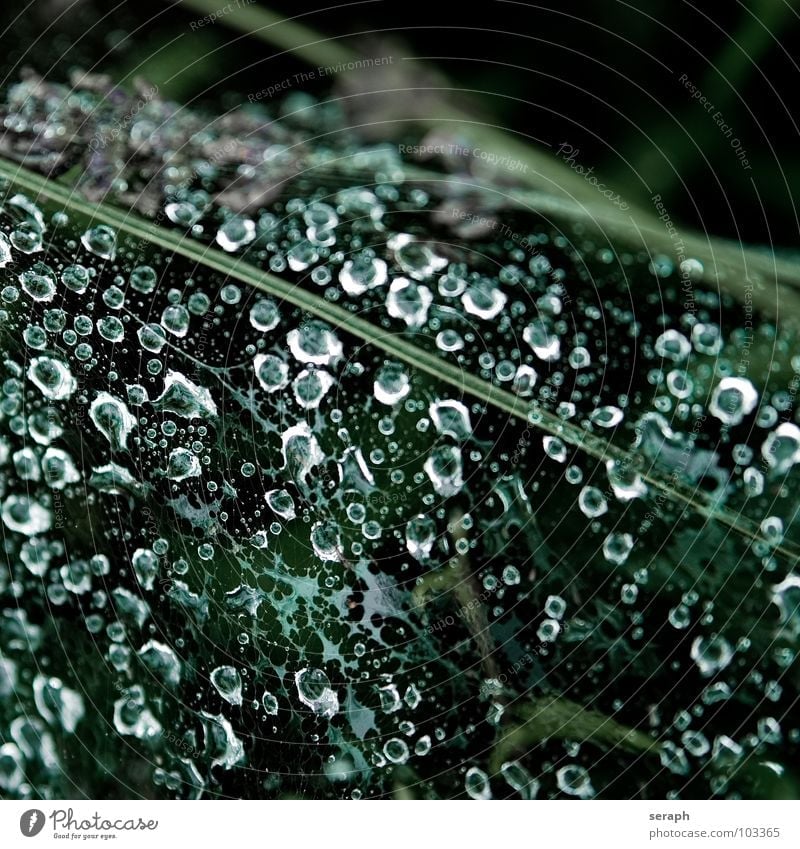 Morgentau Wassertropfen Spinnennetz Reflexion & Spiegelung Gras Halm Perlenkette Flüssigkeit liquide Regenwasser dunkel Tau nass Strukturen & Formen Tropfen