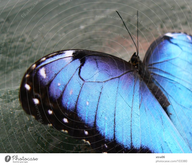 himmelsfalter... himmelblau Schmetterling Fühler herzförmig Muster Insekt zart Holz grau Blauverlauf grell Leben klein schwarz Fairness Sommer springen Flügel