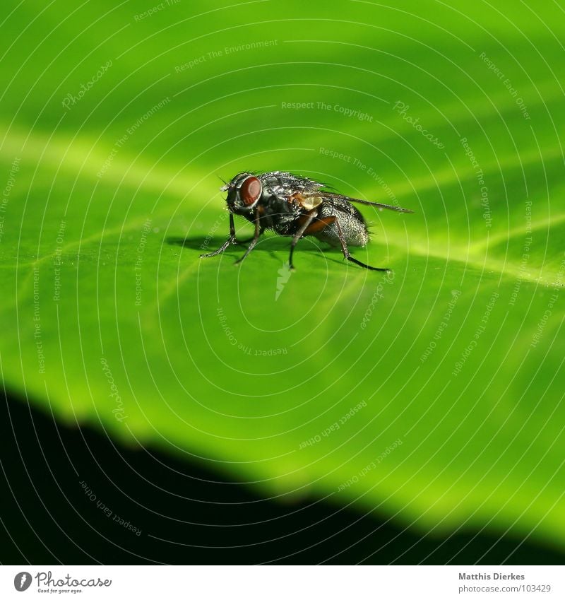 FLIEGE Blatt grün Reinigen Pause Sonnenbad Sommer Frühjahrsputz Sonnenbrille Insekt Tier Geschirrspülen Wespen Biene Bienenstock Vieh Unschärfe Tiefenschärfe