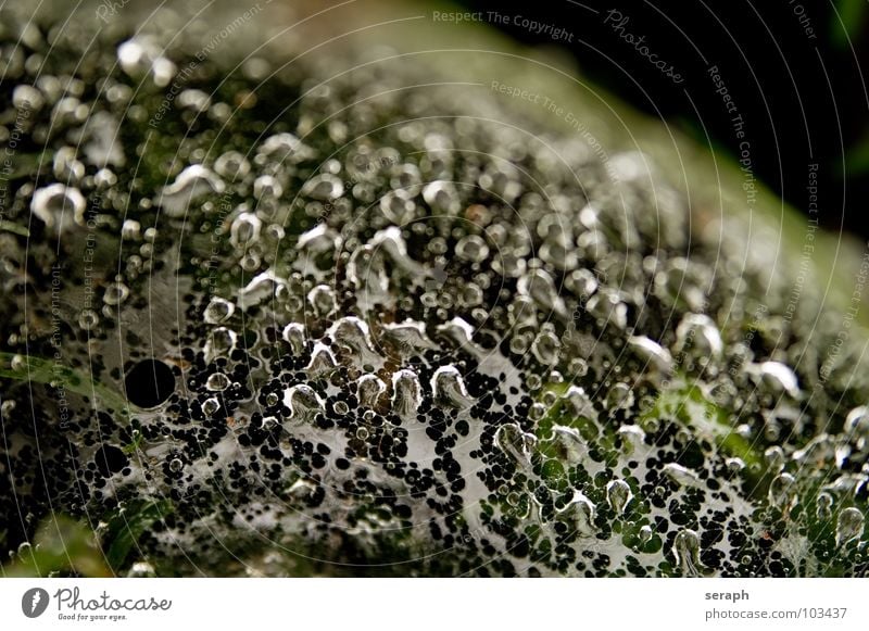 Morgentau Wassertropfen Spinnennetz Reflexion & Spiegelung Gras Halm Perlenkette Flüssigkeit liquide Regen Regenwasser dunkel Tau nass Strukturen & Formen