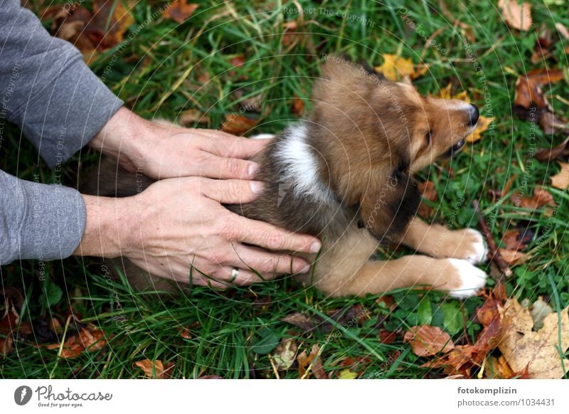 zwei Hände halten und streicheln einen Welpen Mann Hand Tier Haustier Hund Tierjunges berühren festhalten Gefühle Vertrauen Sicherheit Schutz Geborgenheit