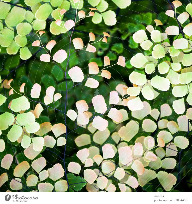 Filigran Natur Pflanze Blatt Grünpflanze exotisch Garten einzigartig schön gelb grün ästhetisch Leben Umwelt Farbfoto Außenaufnahme Detailaufnahme