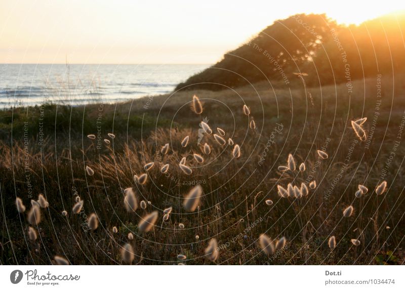 Île d'Oléron Umwelt Natur Pflanze Wasser Horizont Sonnenaufgang Sonnenuntergang Sonnenlicht Sommer Gras Wildpflanze Küste maritim Stimmung Idylle Frankreich