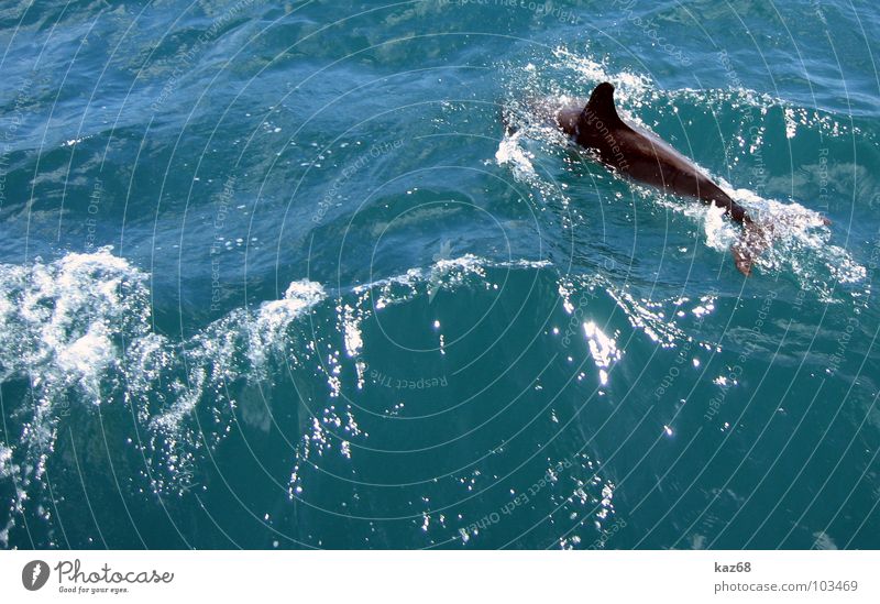delphin Delphine Wal Großer Tümmler Säugetier grau groß Meer nass weiß Wellen Tier Hintergrundbild Spanien Süden grün Schwanzflosse Seifenblase kalt Physik