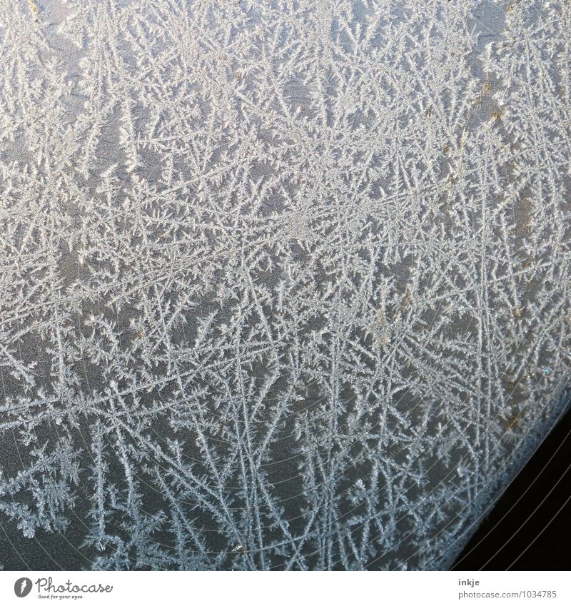 Eisblumen Winter Klima Wetter Frost Kristalle Ornament schön kalt natürlich grau weiß Farbfoto Schwarzweißfoto Gedeckte Farben Außenaufnahme Nahaufnahme