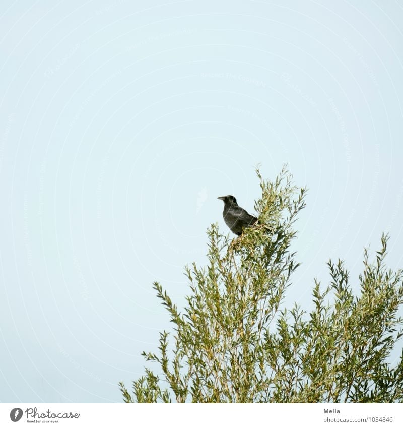 Edgar Umwelt Natur Pflanze Tier Baum Weide Baumkrone Wildtier Vogel Krähe Aaskrähe 1 hocken sitzen frei klein natürlich oben einzeln Einsamkeit Blick Ast