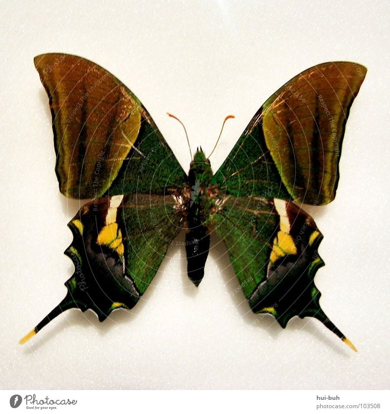 Schmetti schmetti Schmetterling dumdidumdidum.. Insekt mehrfarbig grün Blick Fühler Kokon Seidenspinner Larve Luft geschmeidig schön Flügel fliegen Museum