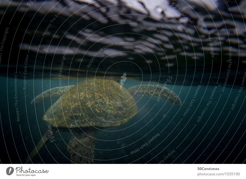 Wasserschildkröte Ferien & Urlaub & Reisen Wassersport tauchen Wellen Meer Galapagosinseln Tier Schildkröte 1 Schwimmen & Baden Abenteuer Wasseroberfläche