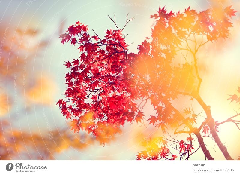 warme Farben Natur Frühling Herbst Schönes Wetter Baum Blatt Ahorn Ahornzweig Frühlingsfarbe Herbstfärbung herbstlich gelb gold rot türkis Frühlingsgefühle