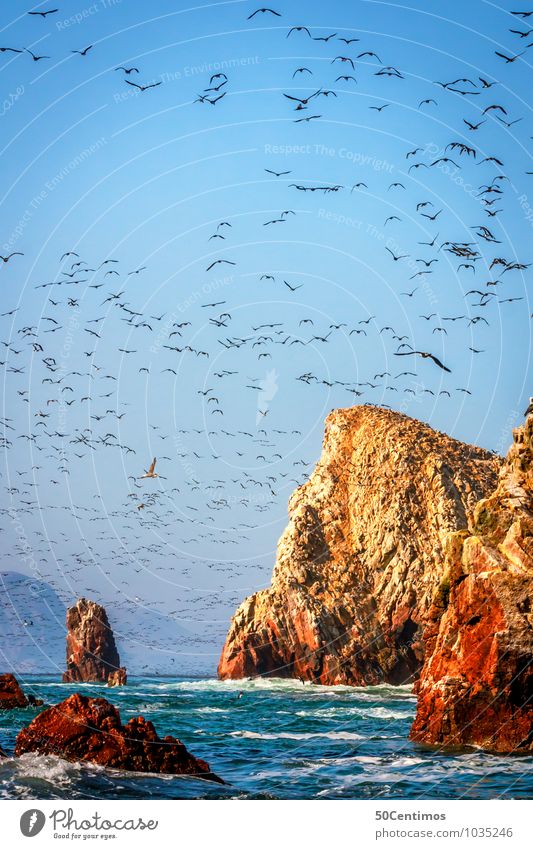 Vögel füllen den Himmel im Nationalpark Paracas, Pisco Peru Ferne Freiheit Sommer Meer Insel Umwelt Natur Landschaft Sonnenaufgang Sonnenuntergang