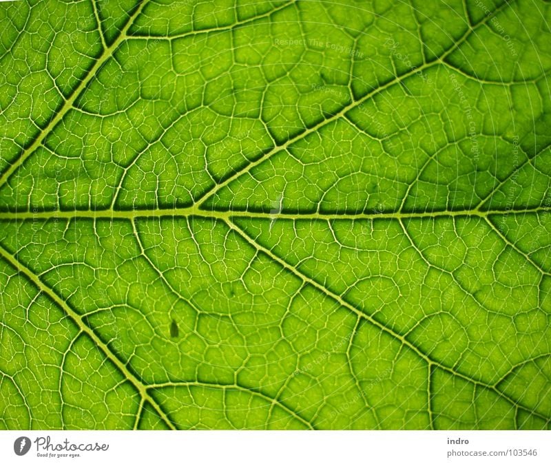 Adern Blatt grün Gefäße verzweigt Blattadern Natur Ordnung Leben