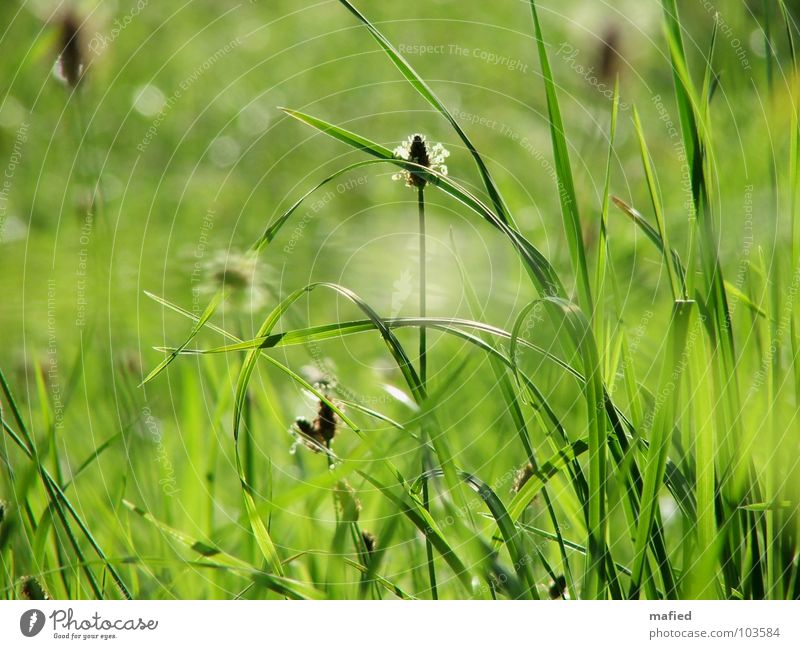 Little Hideaway Wiese grün Sommer Physik träumen Streicheln Halm Blüte Stengel Gras Sonne Wärme liegen sanft Schatten Versteck Wind Biegung