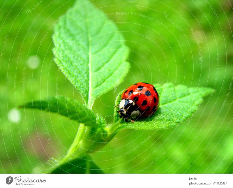 ladybird Marienkäfer Blatt rot grün Insekt klein Sommer Käfer Garten Punkt Natur jarts