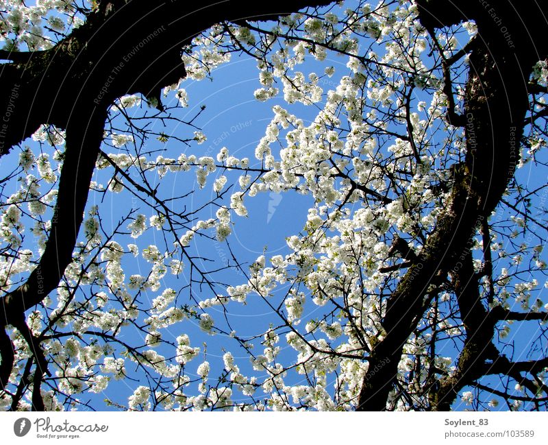 sakura Kirsche Kirschblüten schön frisch Frühling Japan Baum Blüte Vergänglichkeit Außenaufnahme Kirschbaum Sakura Hanami Natur Glück Ferien & Urlaub & Reisen