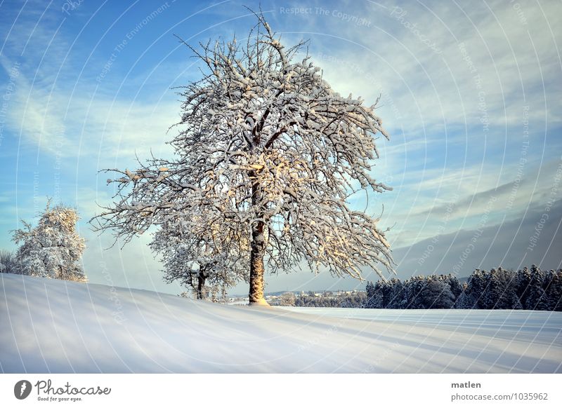 Zeit der langen Schatten Natur Landschaft Pflanze Himmel Wolken Horizont Winter Wetter Schönes Wetter Schnee Baum Wiese Wald Hügel kalt blau braun weiß Obstbaum