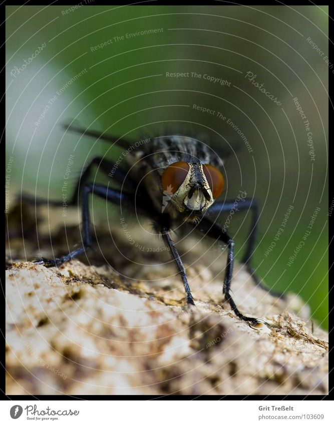 Fliege nerven nervig Insekt Sommer fliegen Makroaufnahme Auge