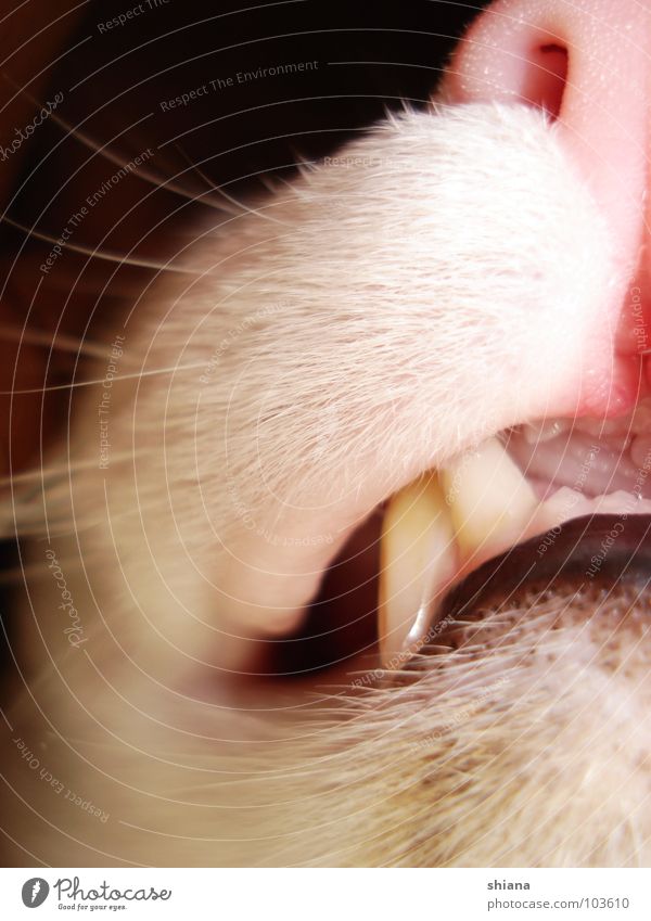 Grinsekater Katze Oberlippenbart unten weiß rosa Zahnfleisch gefährlich Nasenloch Tier Wildkatze Fell Floh Samt weich süß Säugetier Hauskatze Maul Mund Gebiss