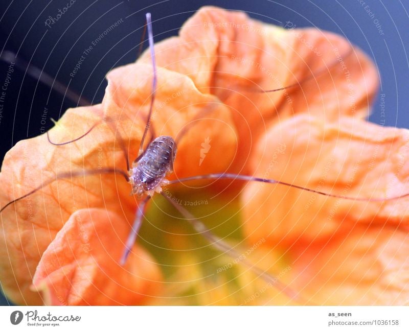Spiderman Umwelt Natur Pflanze Tier Blume Gartenwicke Blütenblatt Spinne Tiergesicht 1 krabbeln authentisch hell klein Neugier orange Frühlingsgefühle