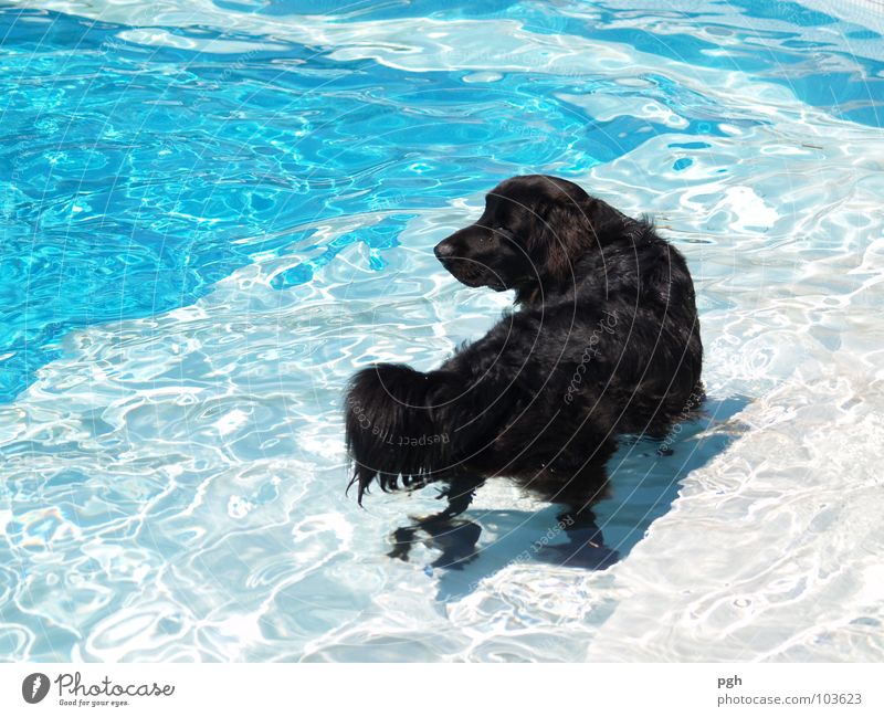 Abkühlung Physik heiß Schwimmbad kühlen Neugier Spielen Erwartung Hund durstig schwarz Fell Treue Spaziergang gehorchen Hängeohr Nase Hundeblick braun Dickkopf