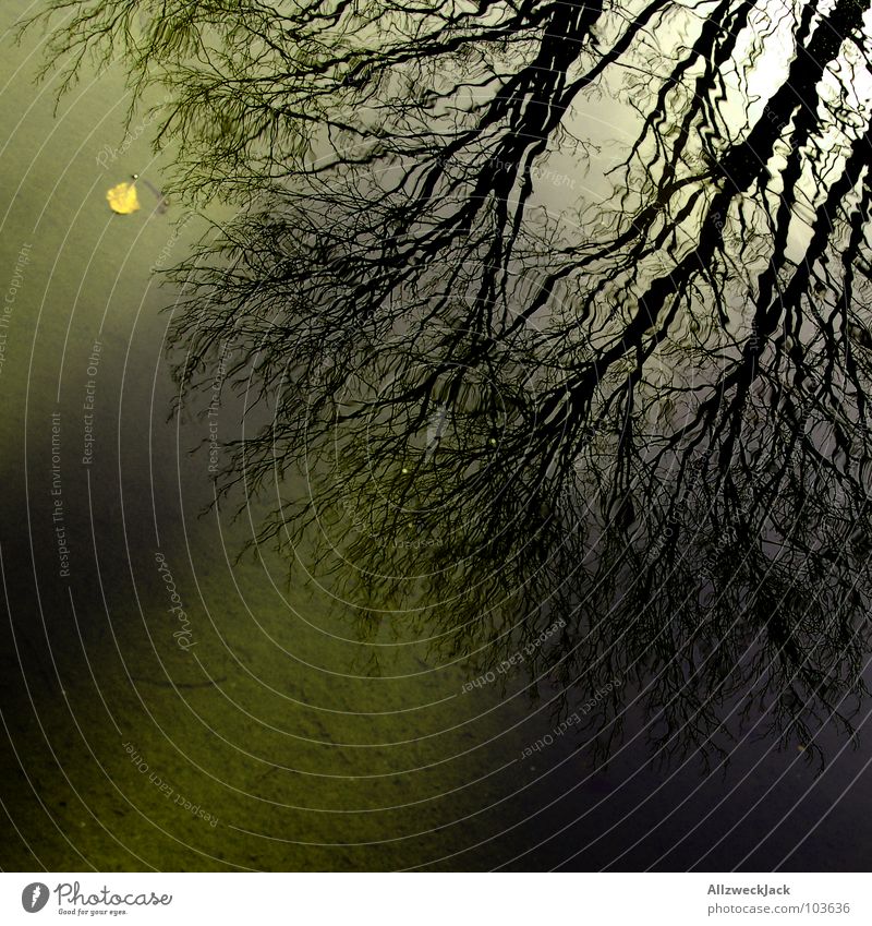 Angriff des Spiegelgeästs Reflexion & Spiegelung nass Baum Geäst verzweigt gedreht verkehrt dunkel Schatten verwurzelt Silhouette See Wasseroberfläche Herbst