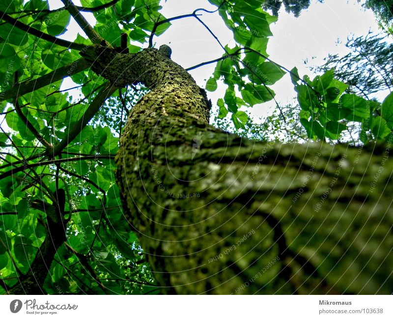 Ich lach mir 'n Ast Baum Natur Pflanze Grünpflanze Geäst Baumrinde Trompetenbaum Garten Park Wald Blatt hoch oben Perspektive Detailaufnahme Strukturen & Formen