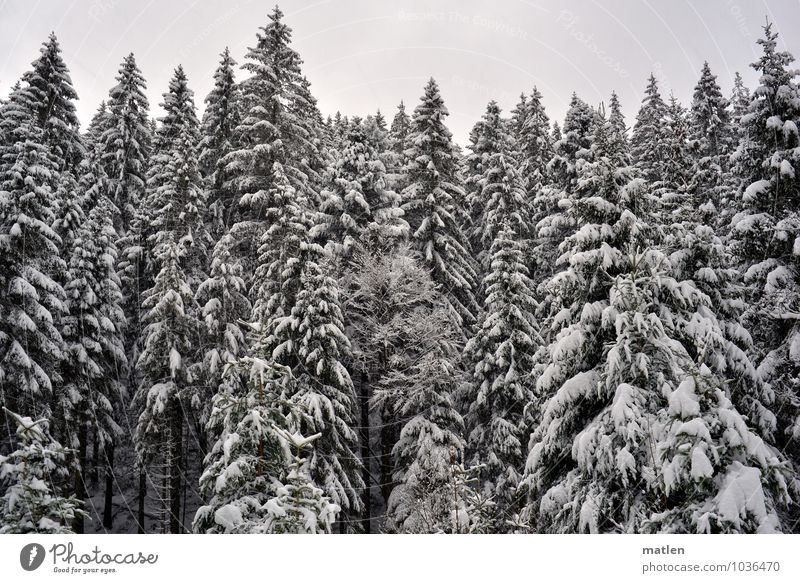 Wipfel Umwelt Natur Pflanze Himmel Winter Wetter Eis Frost Schnee Baum Wald braun schwarz weiß Tannenwald Schwarzwald Baumkrone Farbfoto Gedeckte Farben
