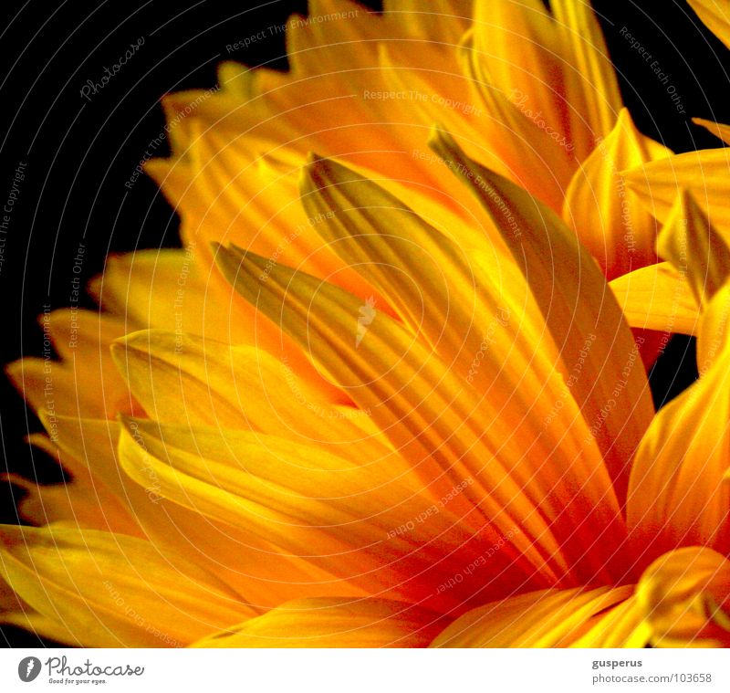 fire {&} flame II Blüte gelb Sommer Blume Brand hell Beleuchtung Flamme leaf blossom florescence flower sun bright clear light lucid to beam to irradiate