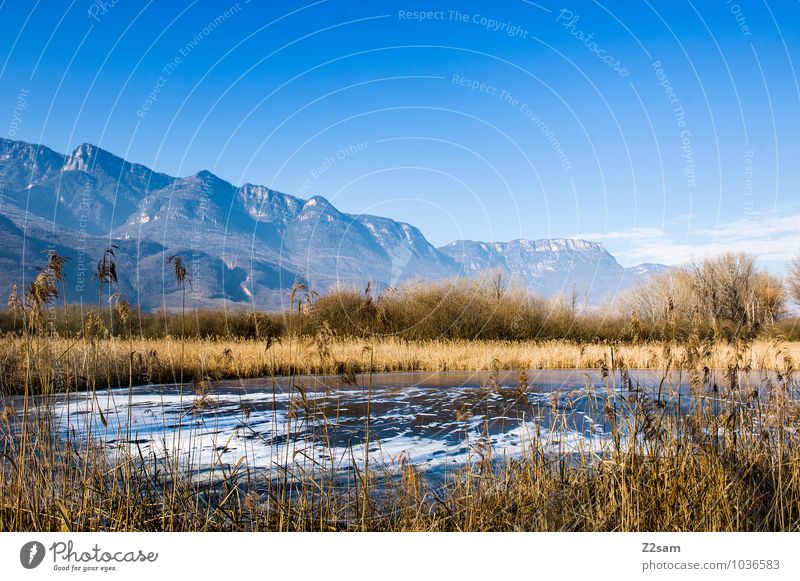 Kalterer Moor Berge u. Gebirge Umwelt Natur Landschaft Wolkenloser Himmel Sommer Pflanze Schilfrohr Alpen Seeufer Sumpf frisch kalt nachhaltig natürlich blau