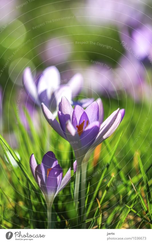 aufblühn Natur Pflanze Frühling Schönes Wetter Wiese Blühend leuchten Duft frisch schön natürlich neu grün violett Frühlingsgefühle Krokusse Farbfoto mehrfarbig