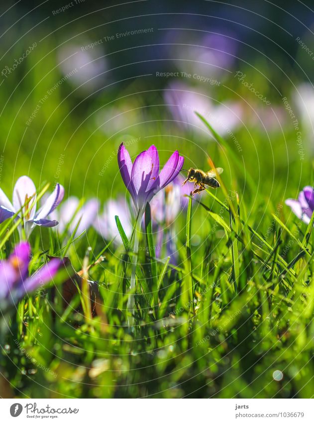 wann wird´s mal wieder...... Umwelt Natur Pflanze Tier Sonnenlicht Frühling Sommer Schönes Wetter Blume Gras Wiese Wildtier Biene 1 Blühend fliegen hell